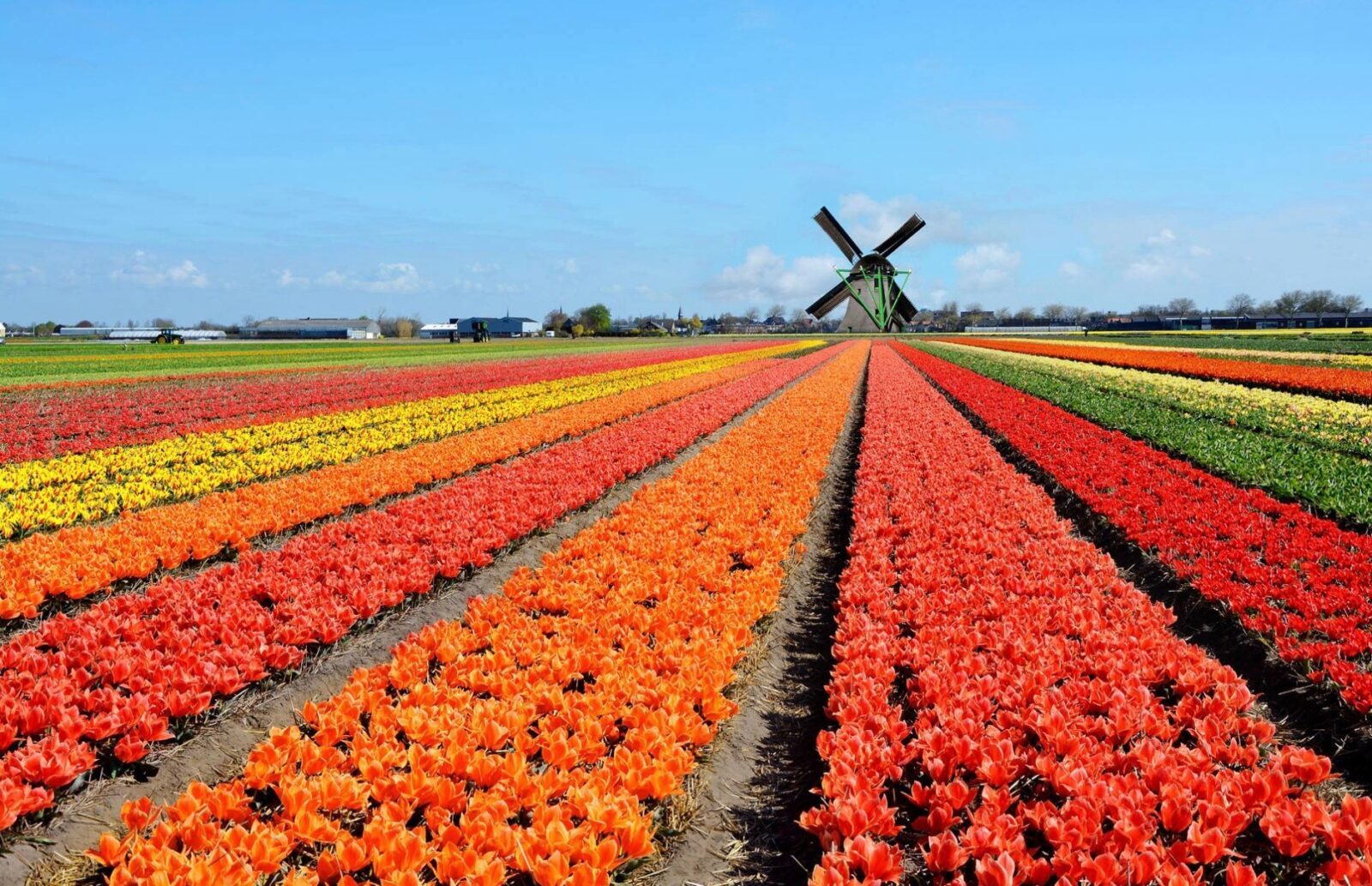 тюльпаны в голландии