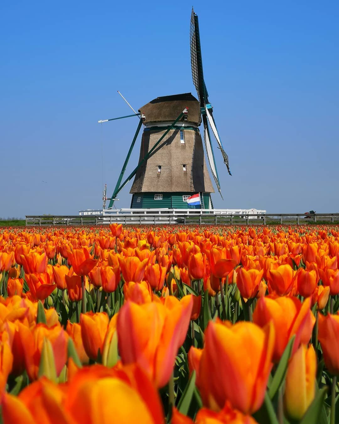 Поля тюльпанов в нидерландах фото