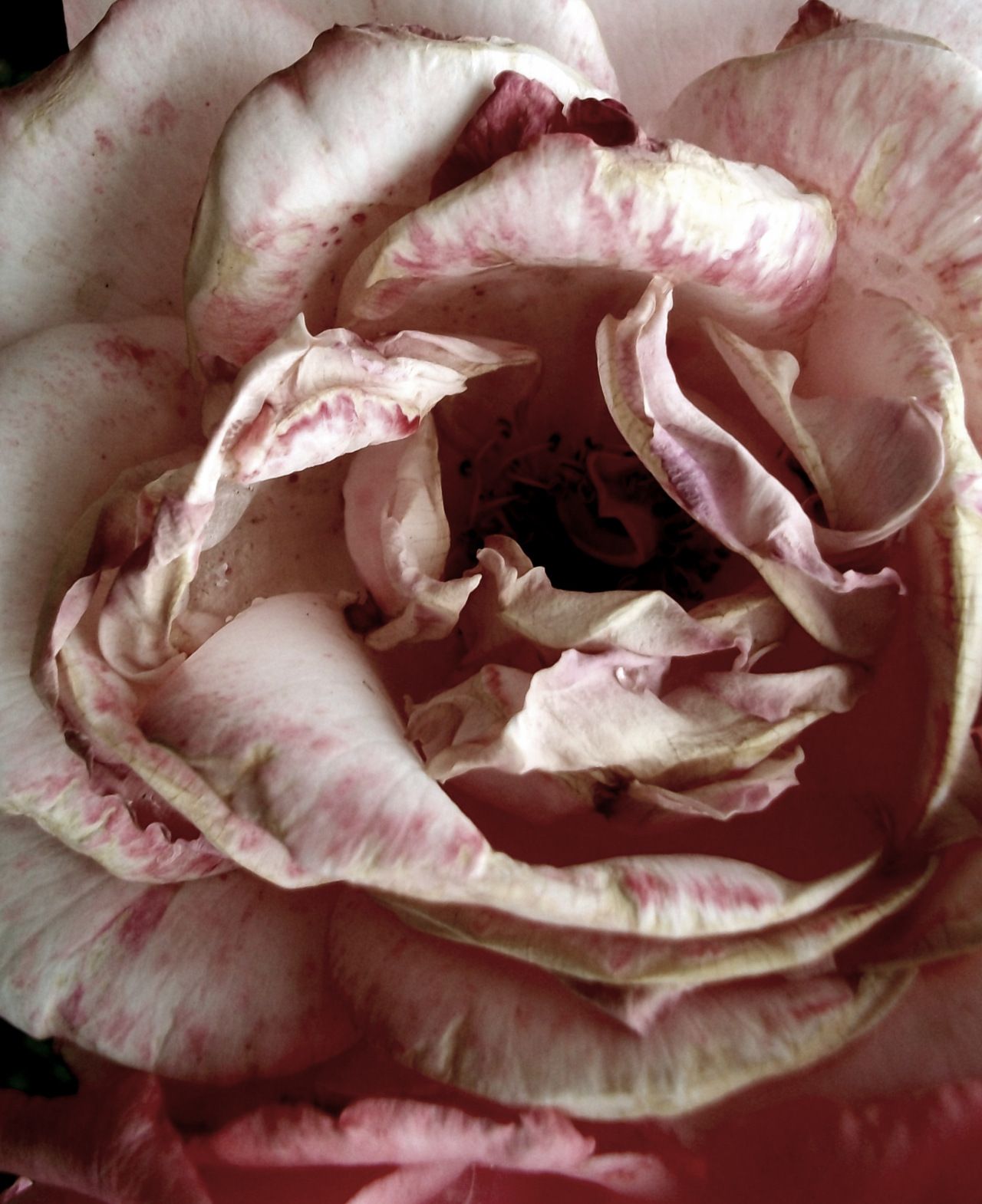 Пыльная сухая роза