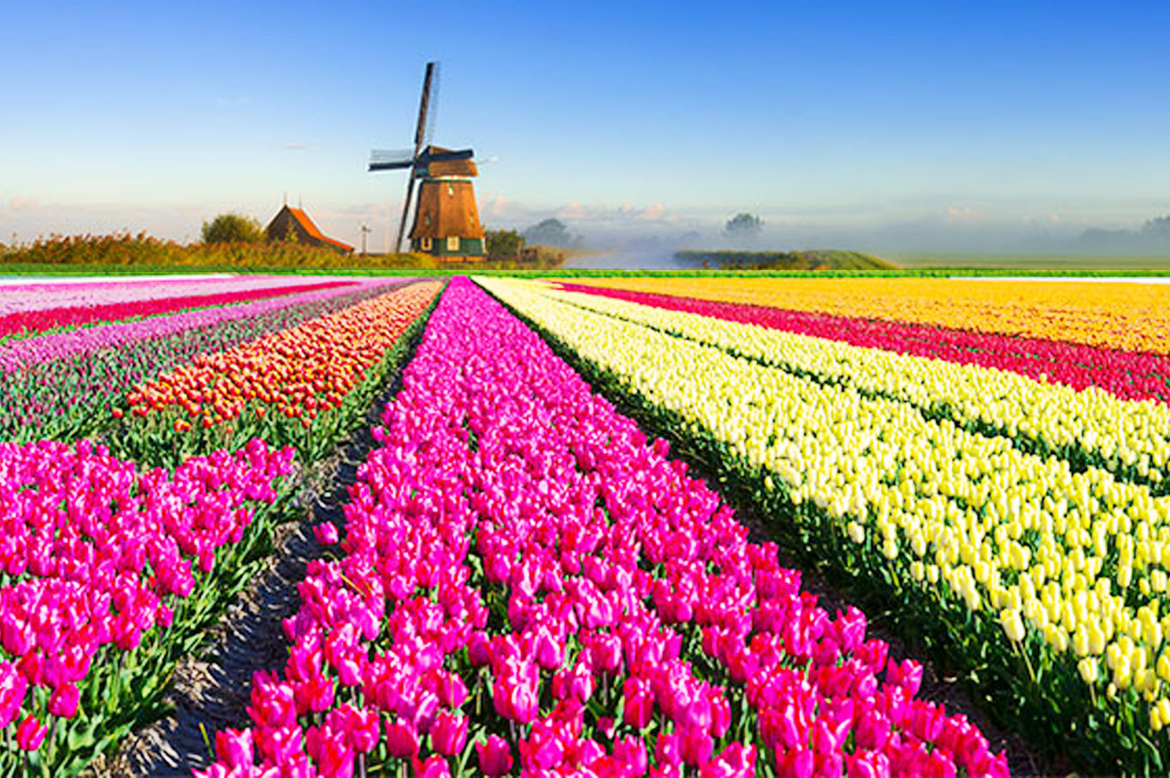 Королевство Нидерланды тюльпановые поля