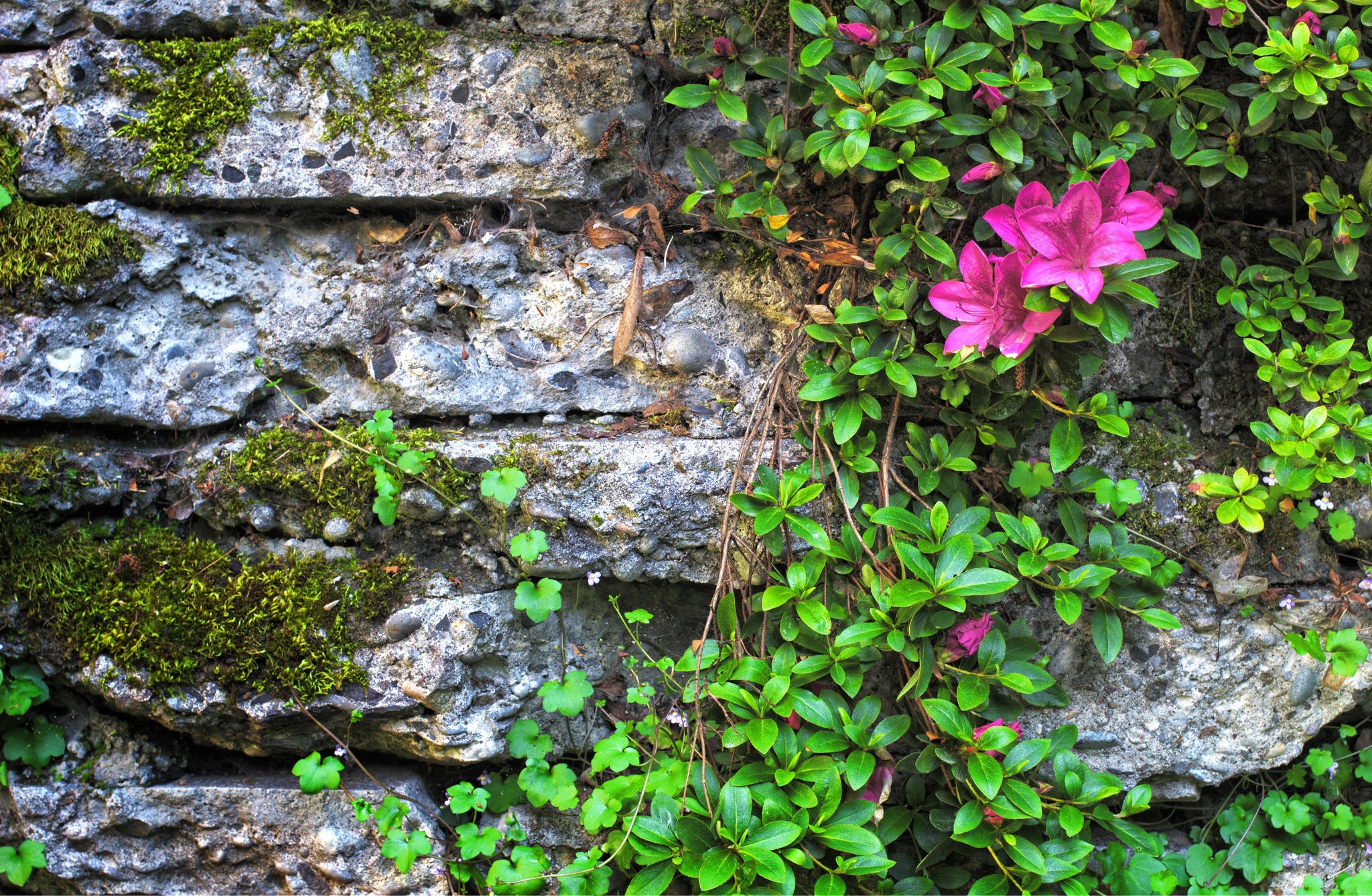 Цветы растущие на камнях фото с названиями