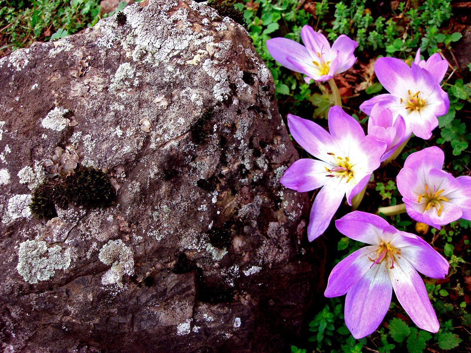 Цветы растущие на камнях в природе