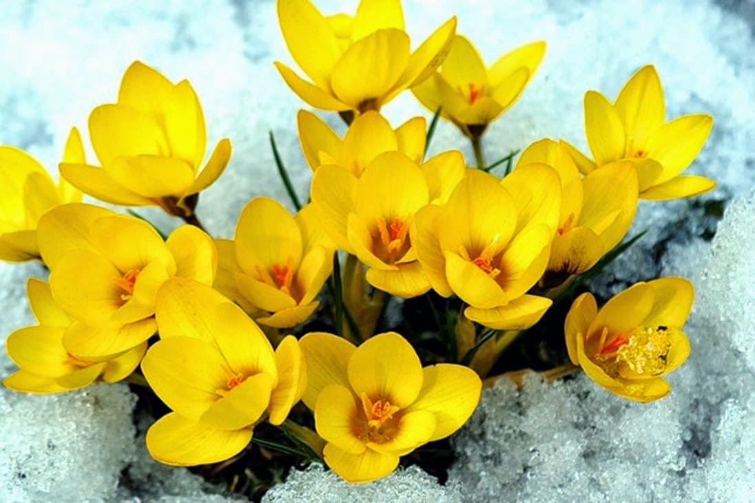 Желтые цветы ранней весной фото. Желтые первоцветы крокусы. Крокус Йеллоу Маммот. Крокус весенний желтый. Крокус желтый цветок.