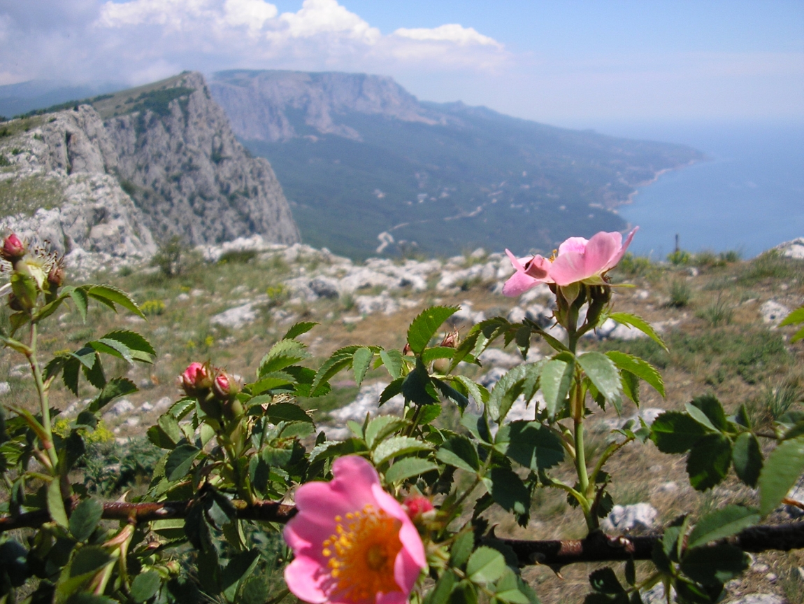 Цветок в горах крыма