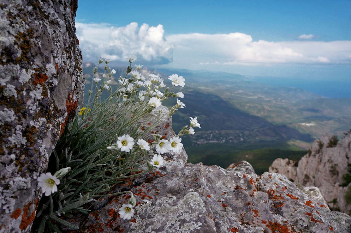 Цветок в горах крыма