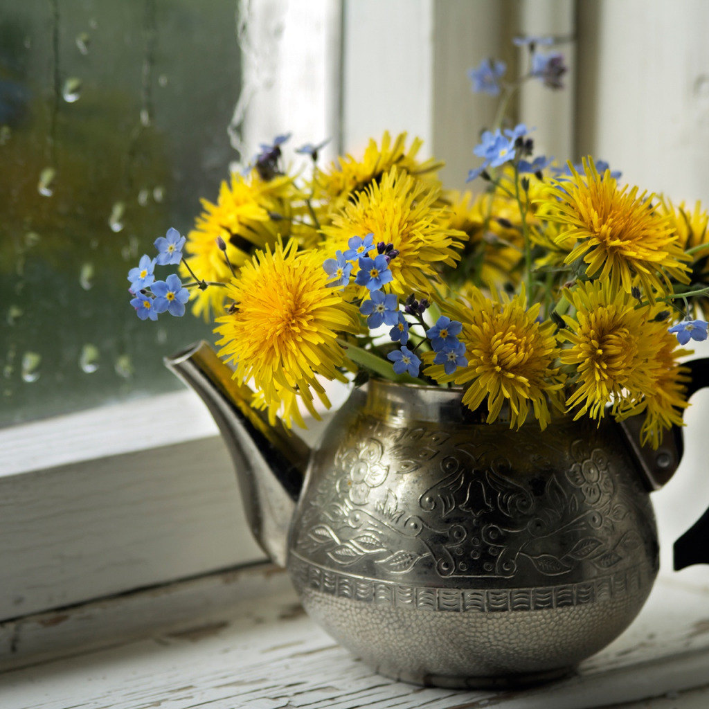 Незабудка одуванчик. Желтые цветы на окне. Желтые цветы на подоконнике. Цветы в чайнике. Натюрморт с одуванчиками.