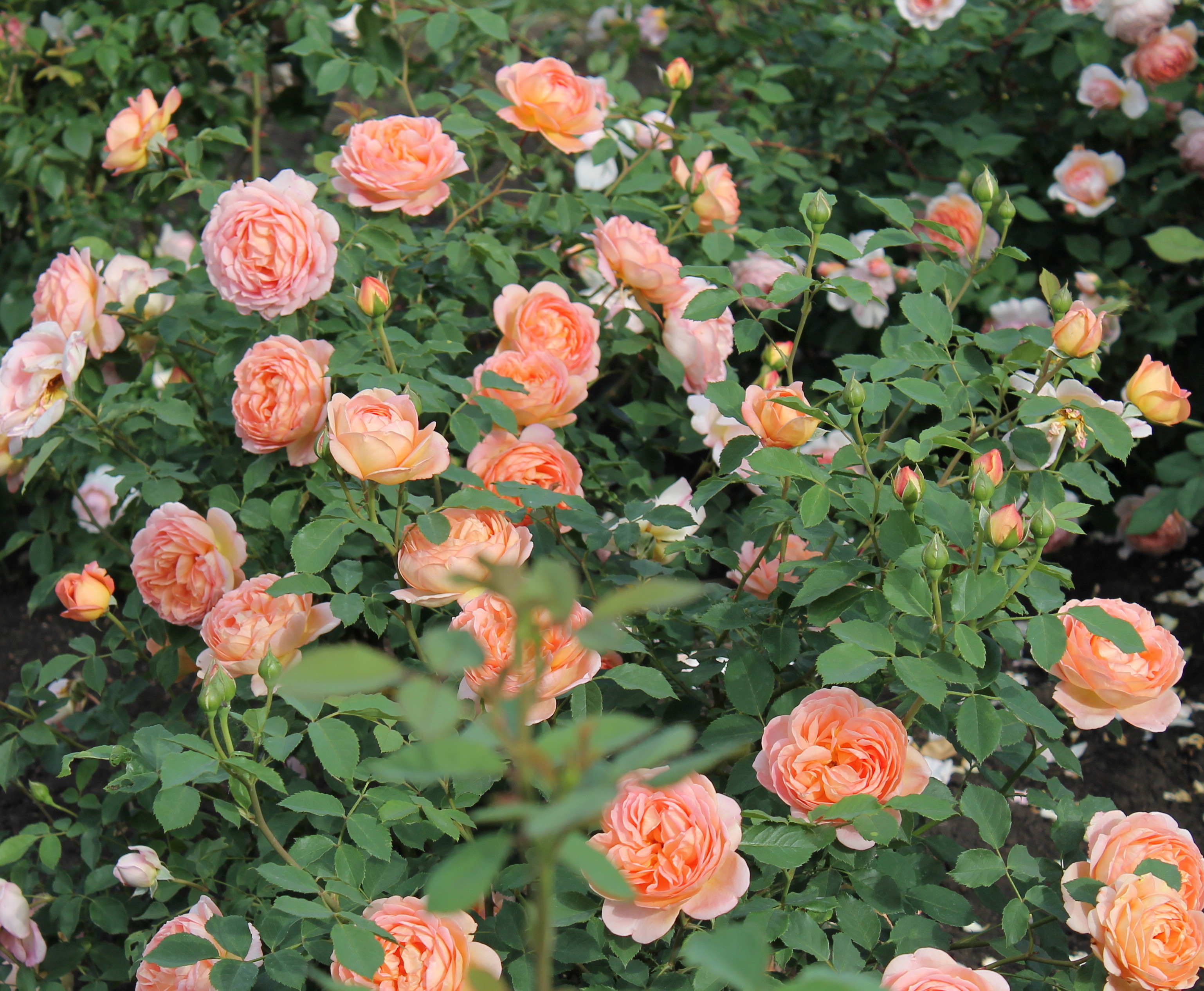 Роза зимостойкая персиковая