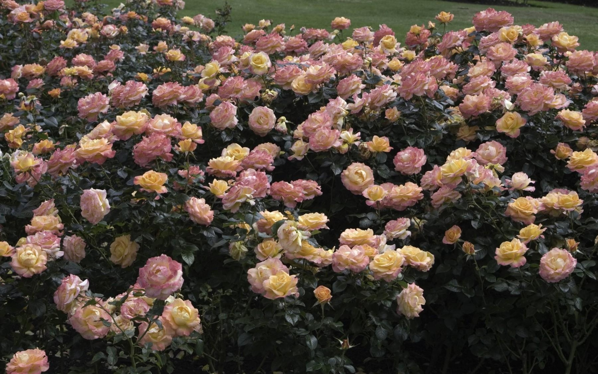 Чайная роза кустовая Садовая