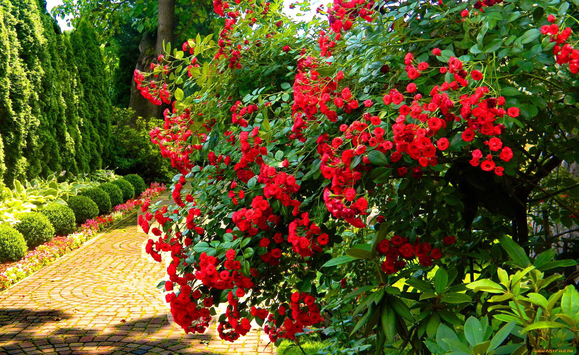 Красные розы в саду