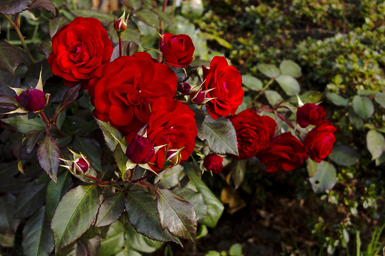 Кустовые красные розы фото