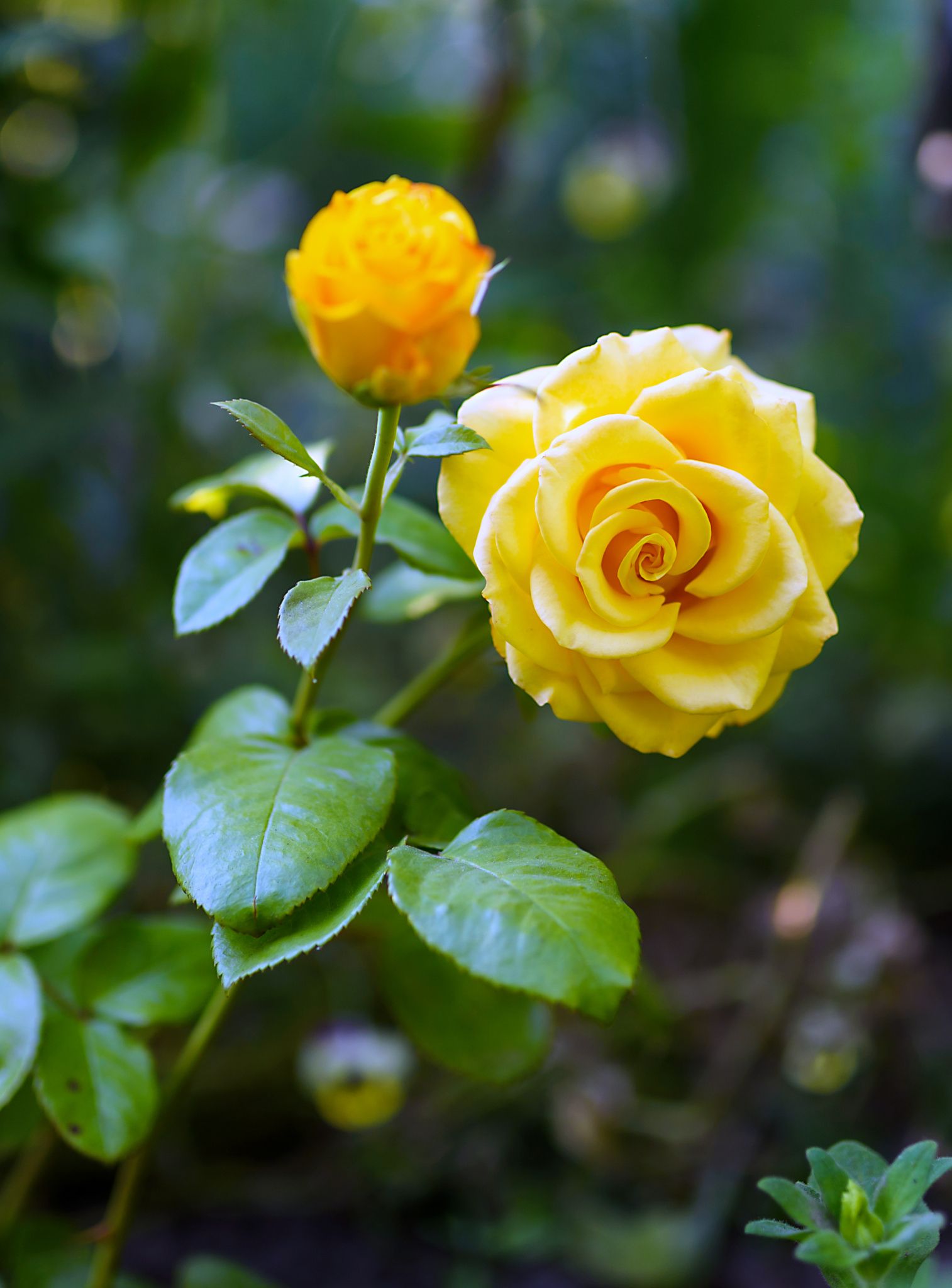 Флорибунды розы лимонного цвета