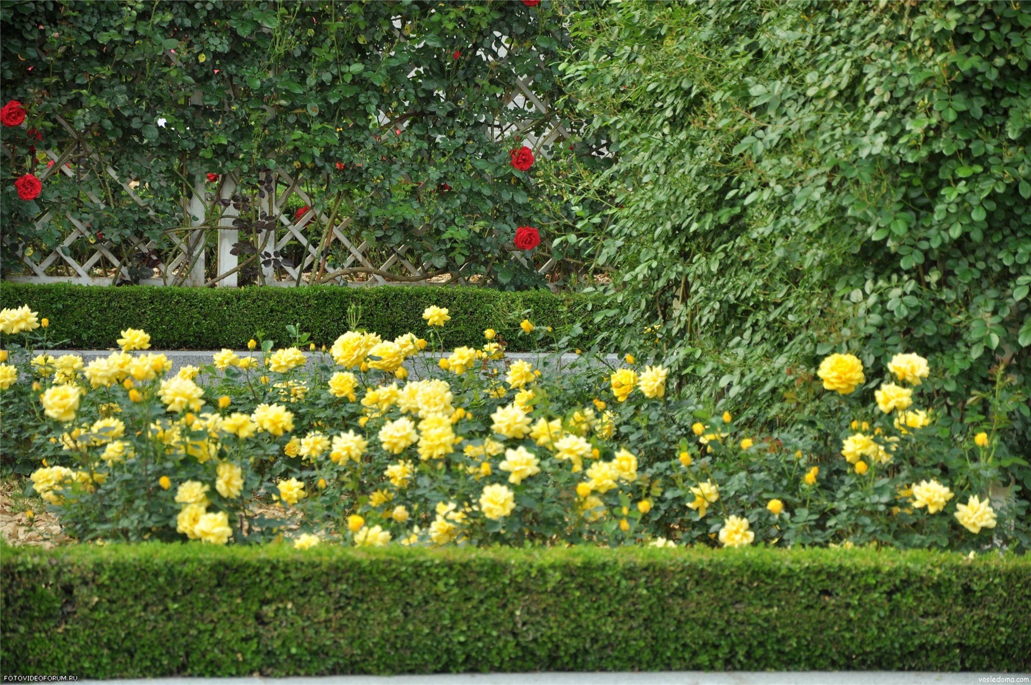 Розы в цветнике с другими цветами фото