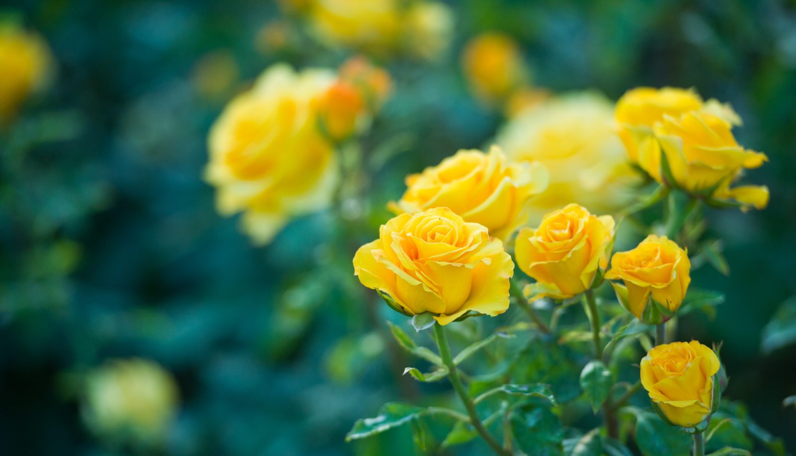 Розово желтые розы фото