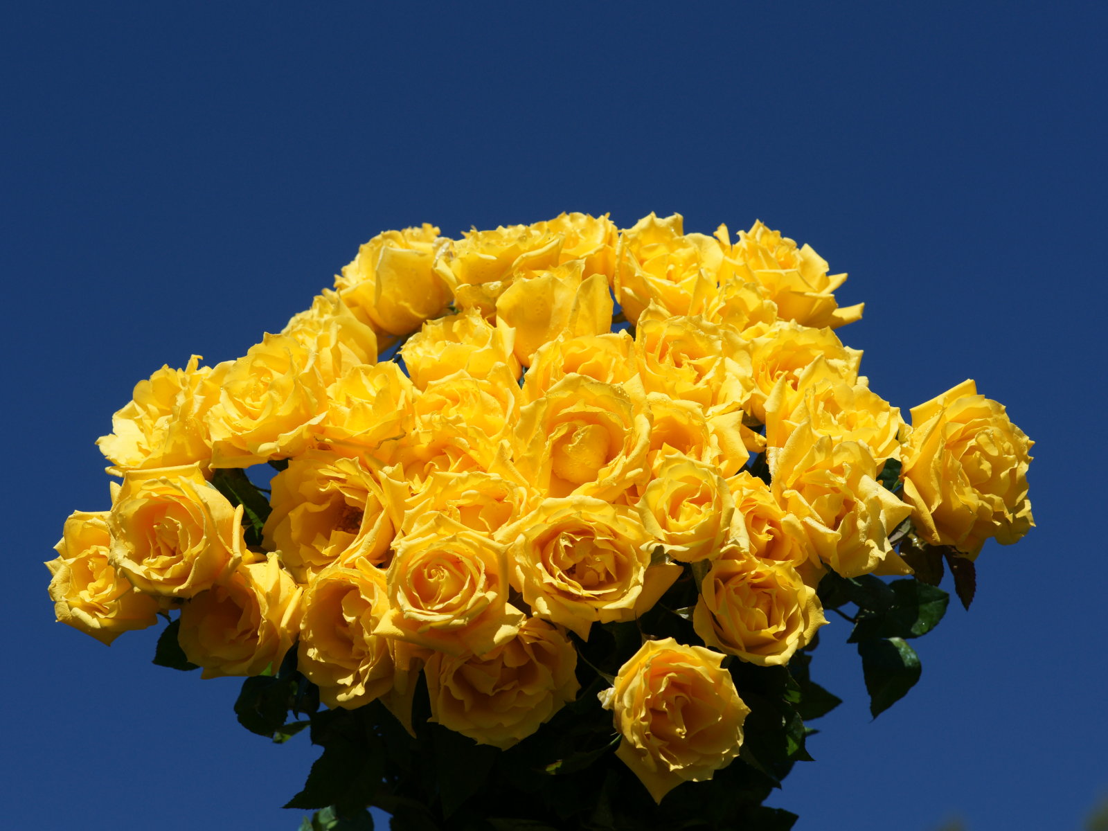 Желтые розы в прическу