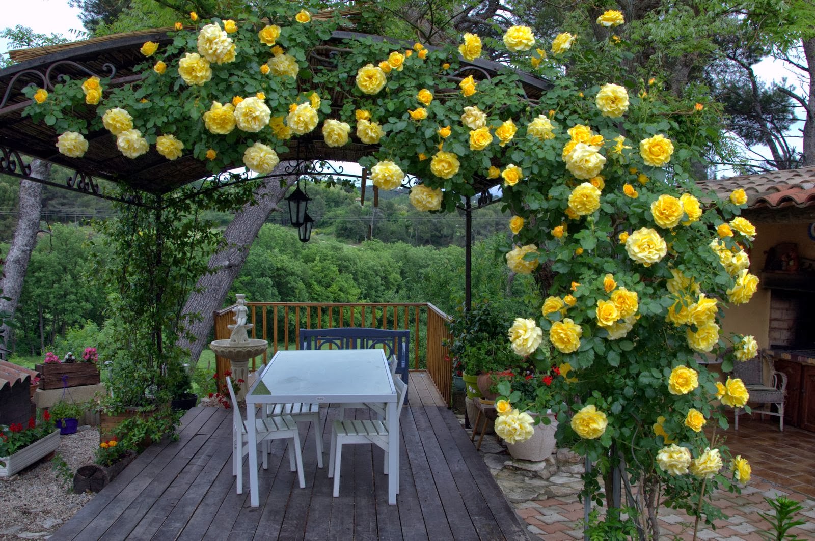 Плетистые желтые розы фото и названия