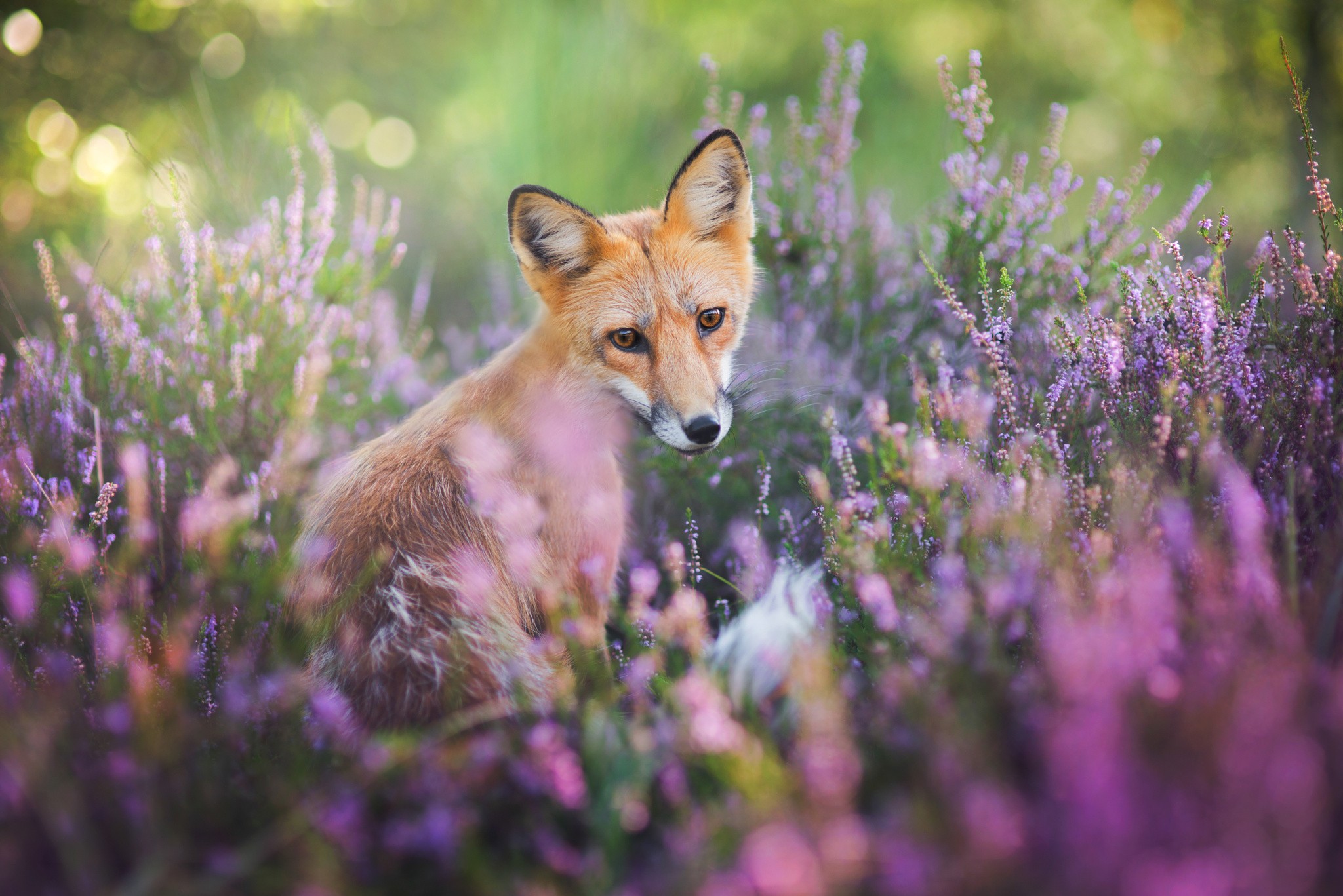 Most fox. Лиса Лисова. Природа и животные. Красивая лиса. Животные весной.