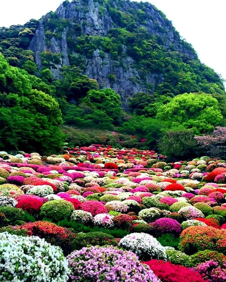 Цветы из японии