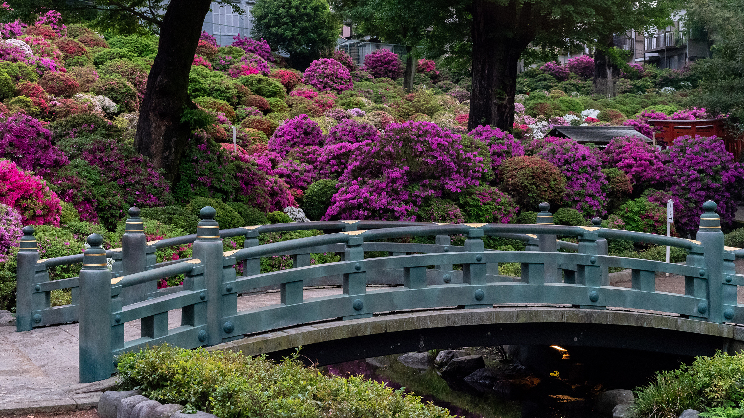 Цветущие парки Киото
