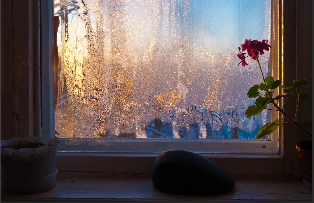 Листья на подоконнике. Цветы на подоконнике. Окно снег. Зимнее окно. Цветы на зимнем окне.