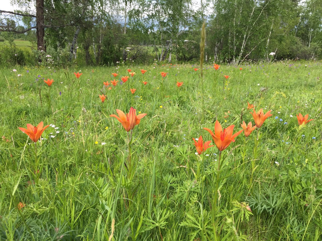 Цветы Сардаана в Якутии