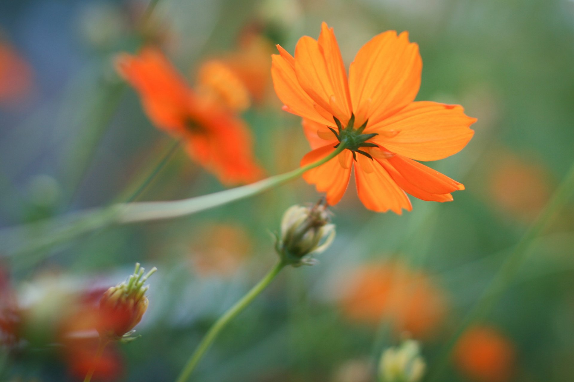 Космея цветок оранжевая