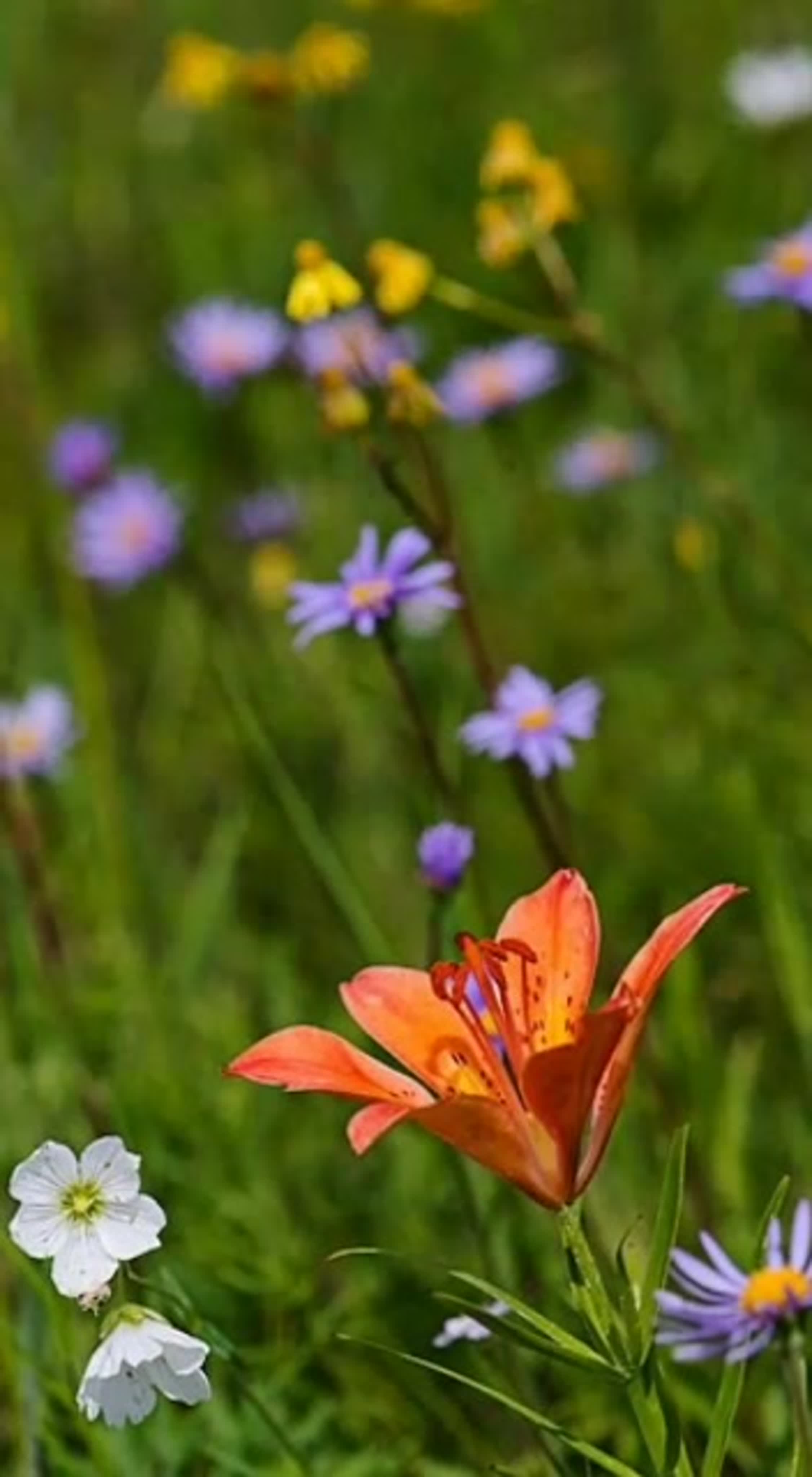 Якутский цветок Сардаана