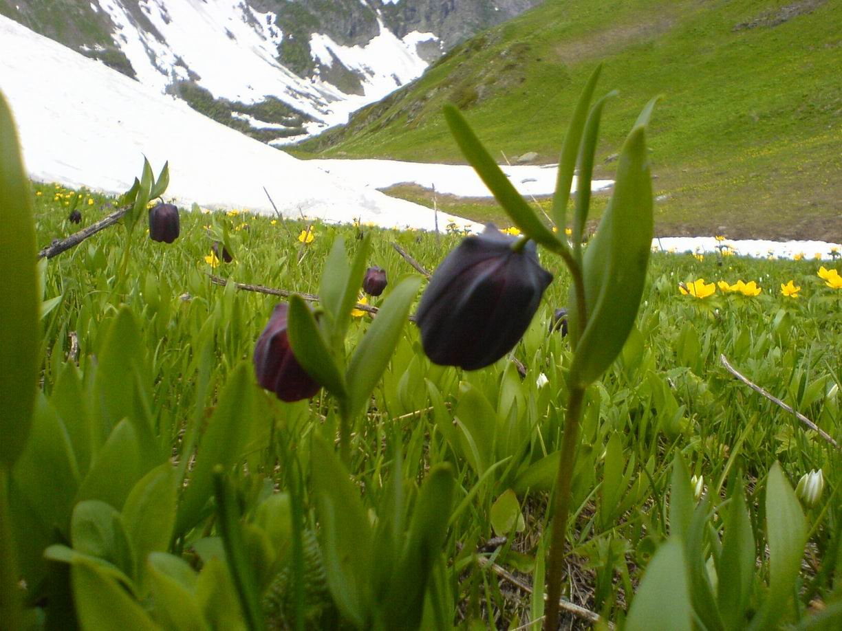 Черные тюльпаны Абхазия Альпийские Луга