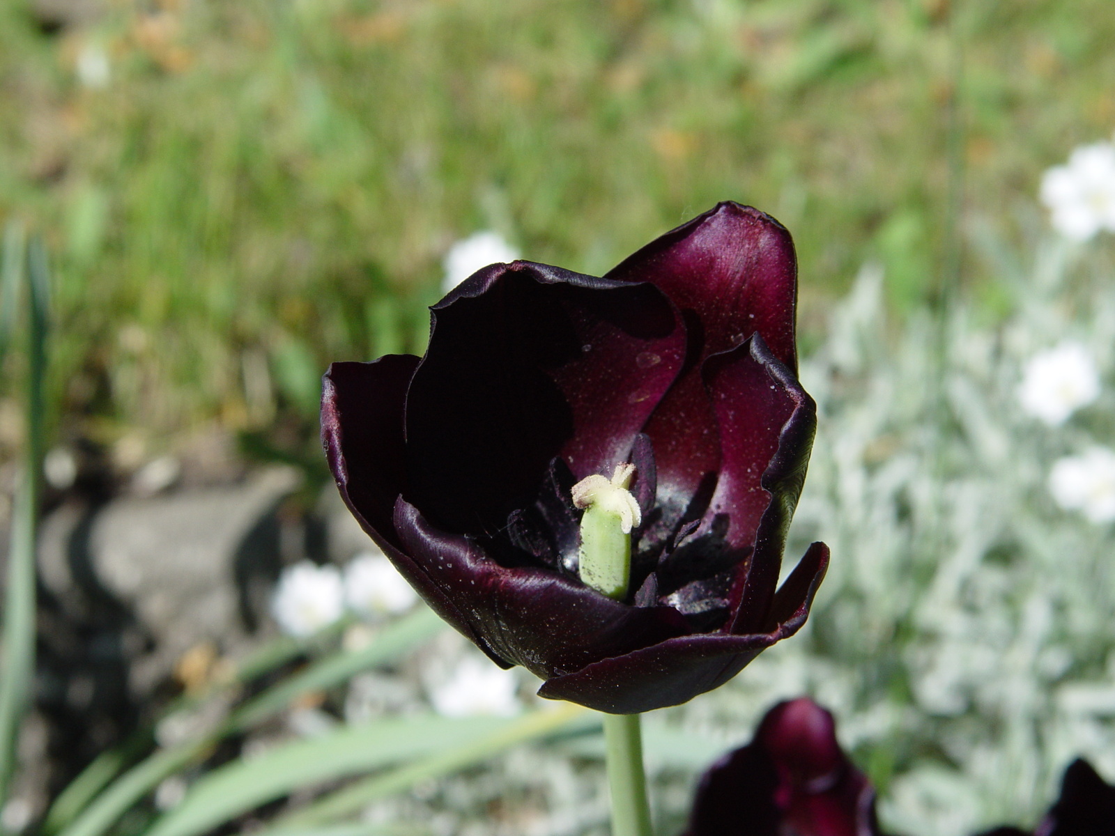 Черный тюльпан сорт