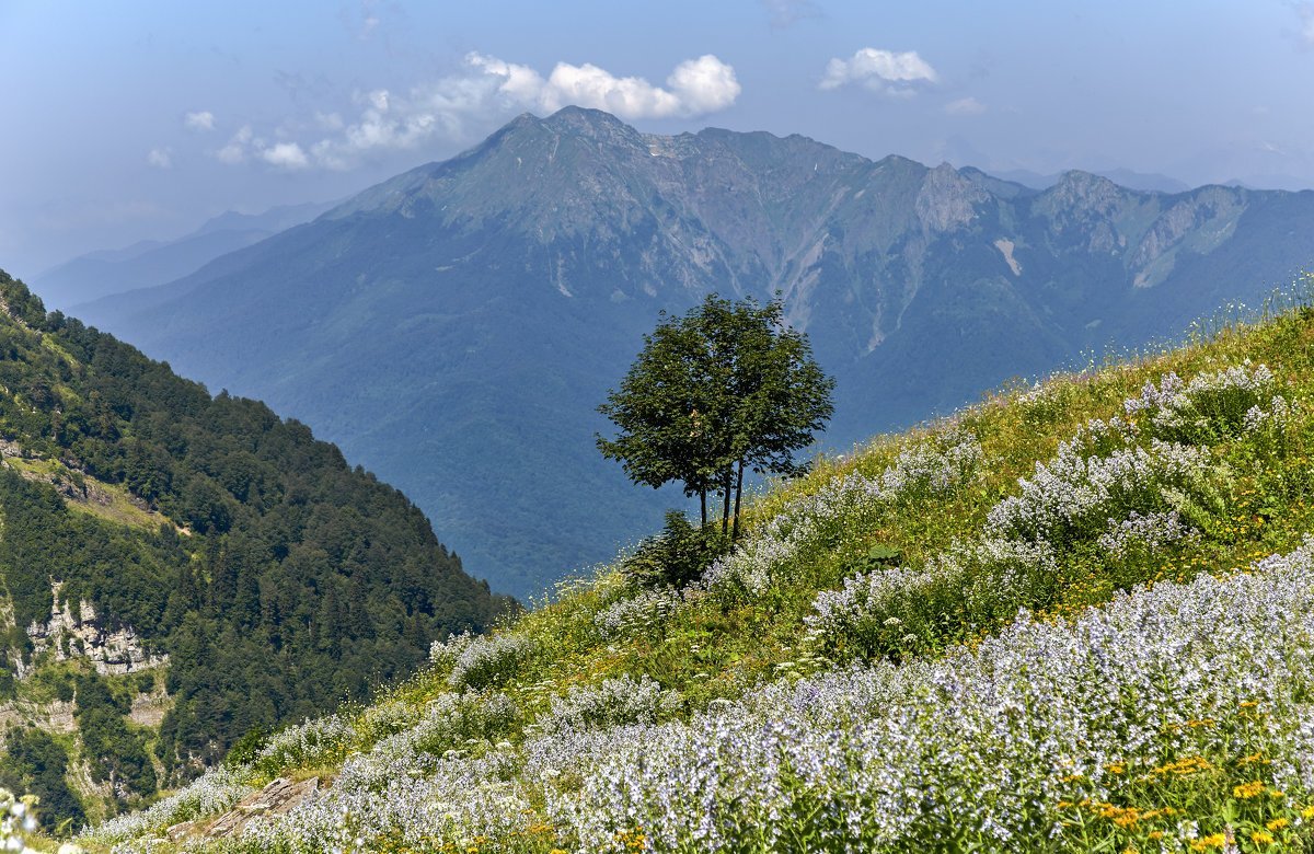 Гора Мамзышха Абхазия