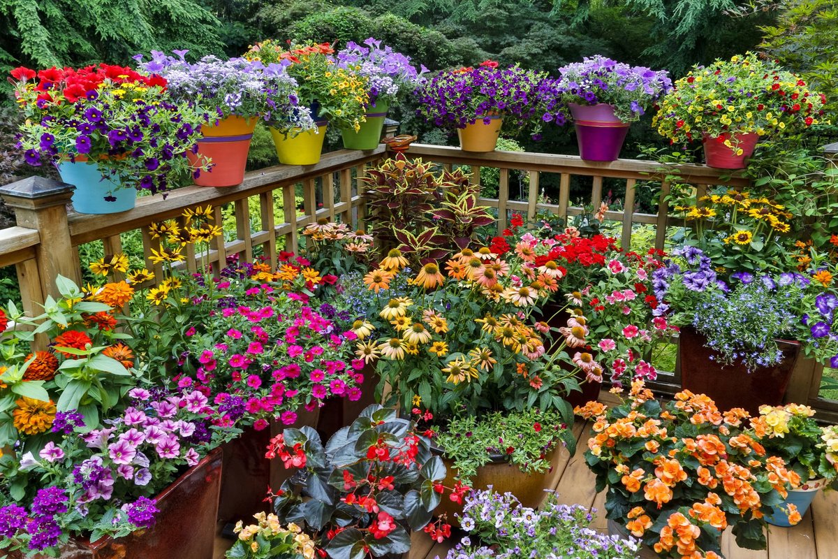 Красиво посадить цветы на даче фото
