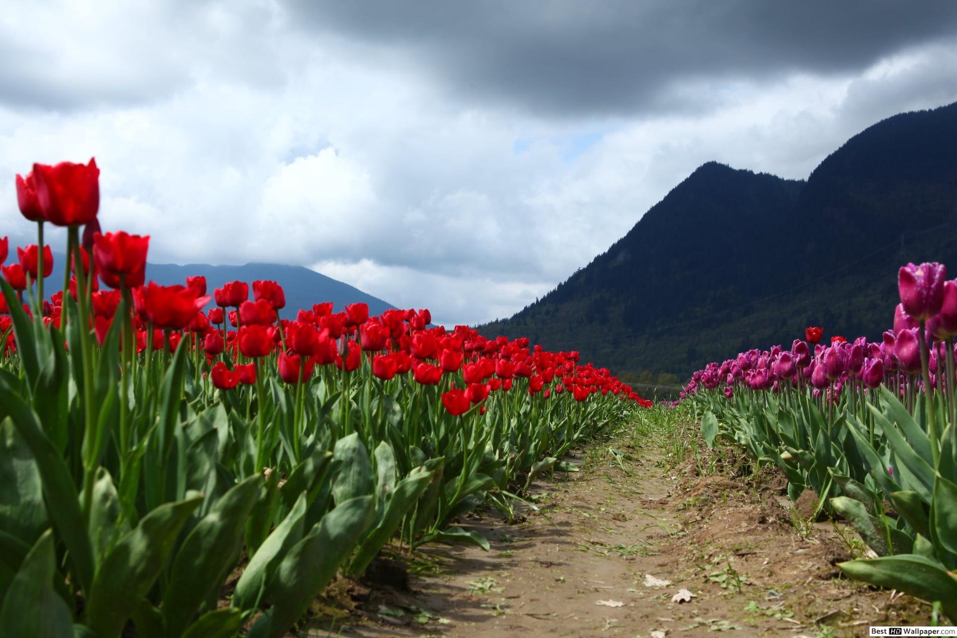 Тюльпаны национальный парк Сайрам