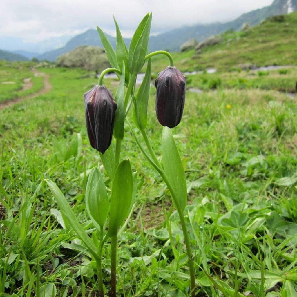 Долина черных тюльпанов Абхазия