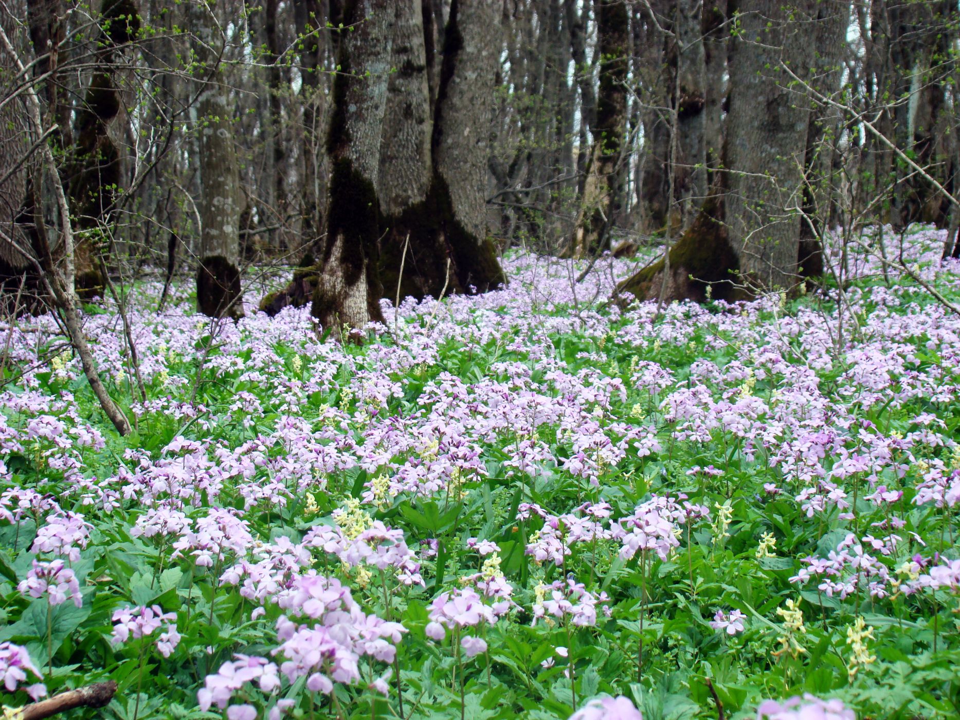 Весенние Лесные цветы Ставрополья