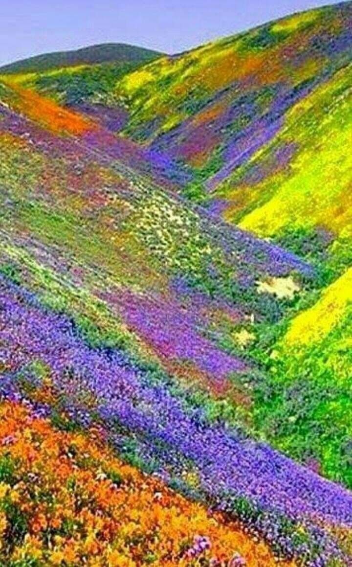Долина Цветов В Индии