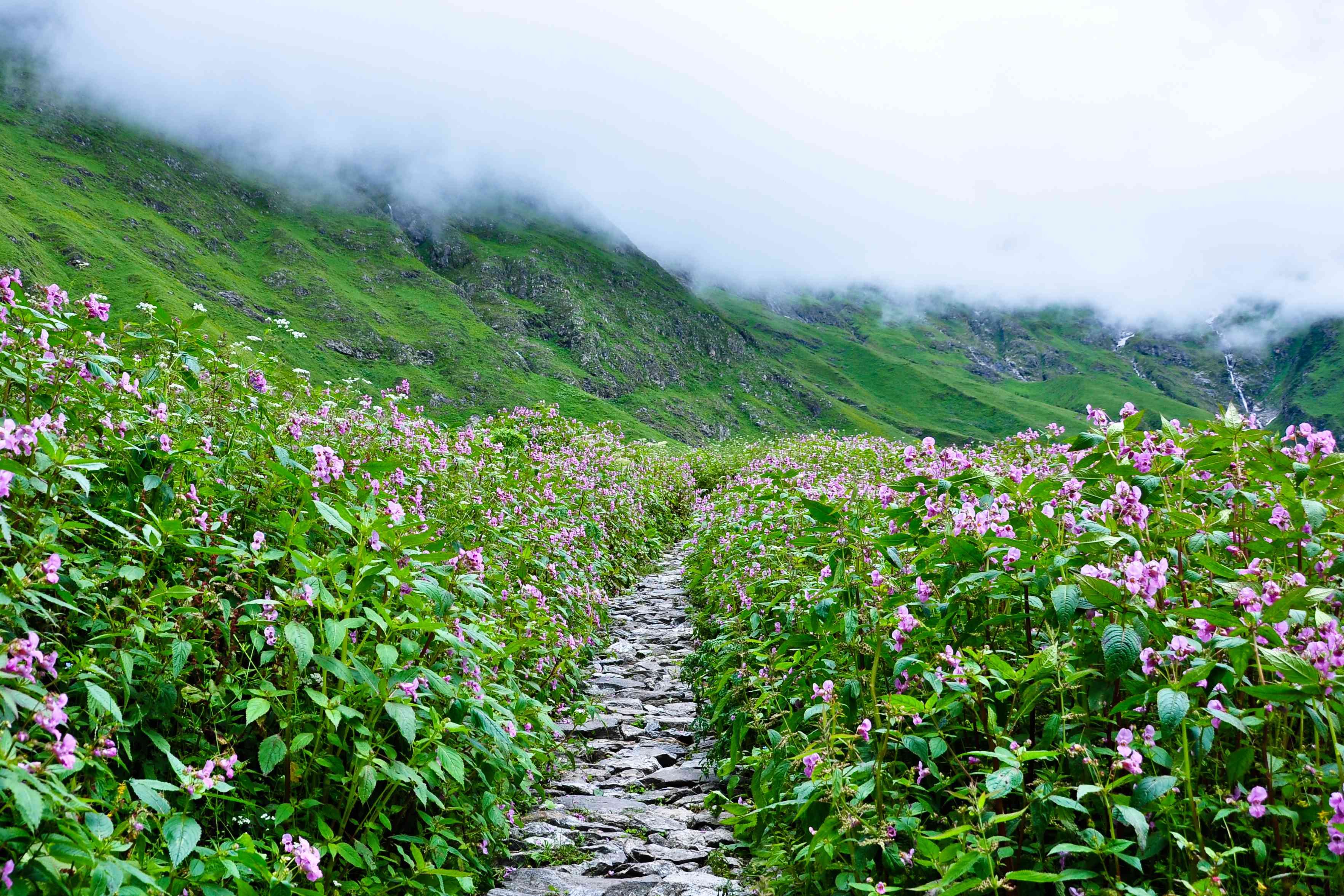 Национальный парк Долины цветов, Уттаракханд