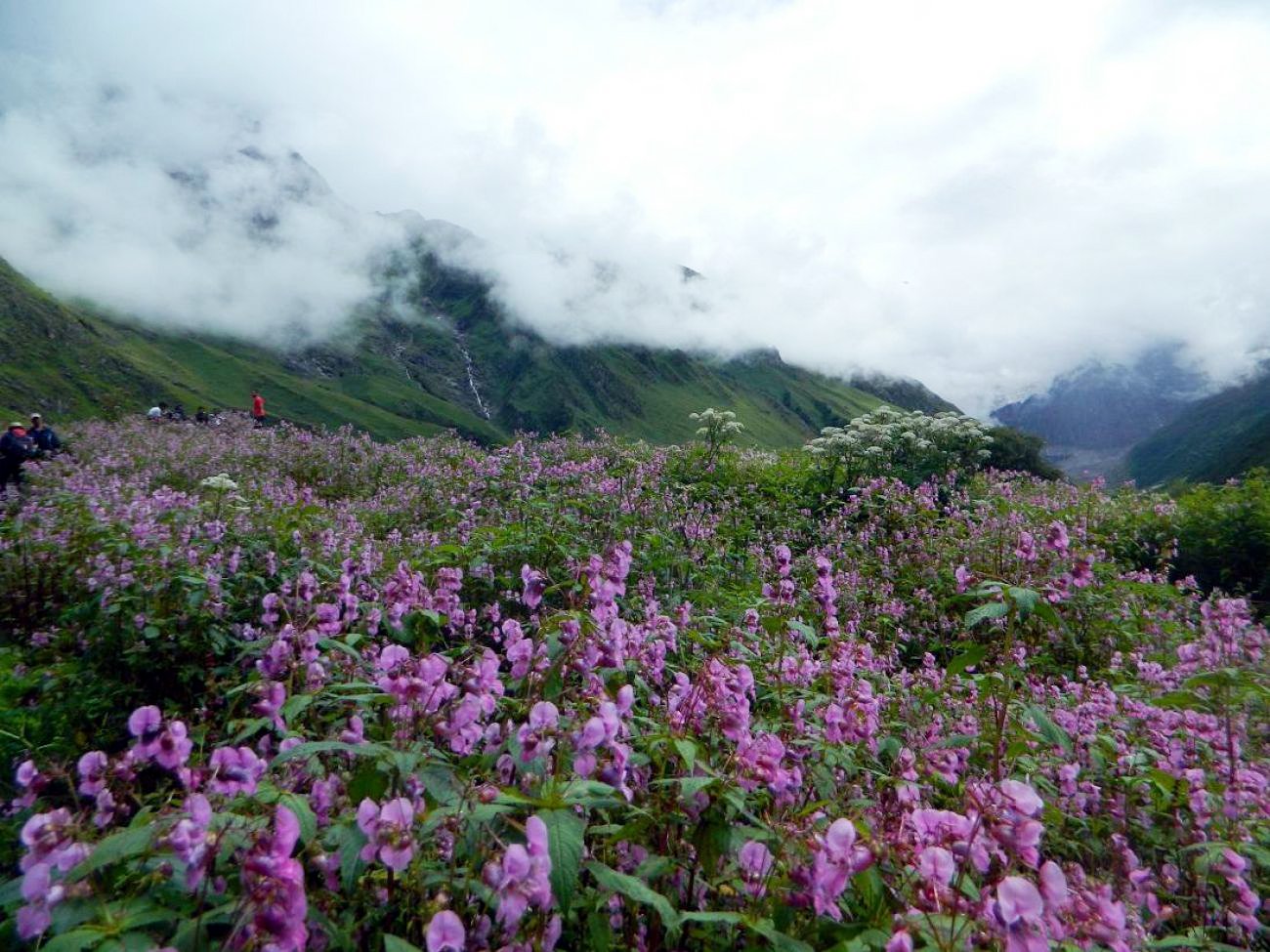 Flowers valley. Долина цветов Лабинский район. Цветочная Долина Лабинский район. Долина цветов, Уттаракханд, Индия. Национальные парки Нанда-Деви и «Долина цветов».