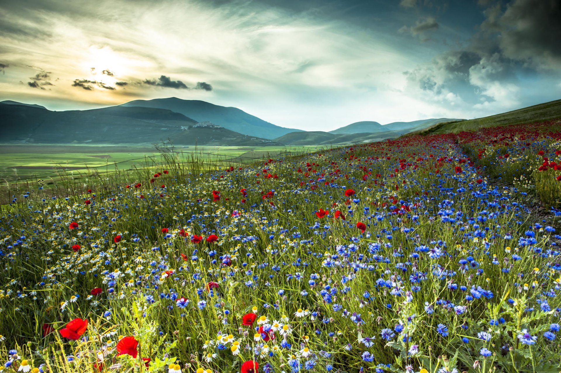 Цветы в поле красивые фото