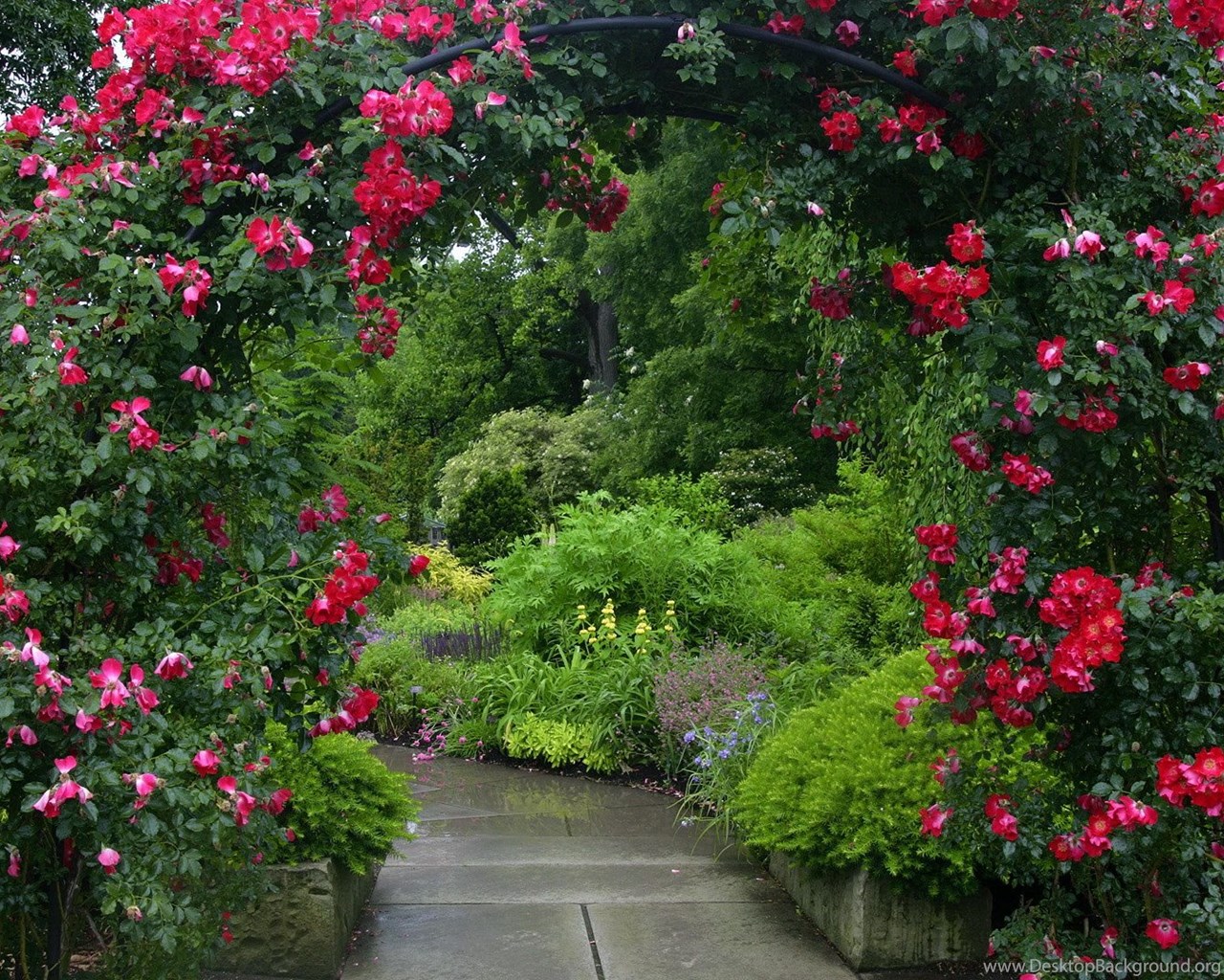 розовый сад фото