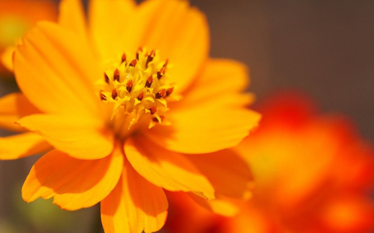 Нежные желто оранжевые цветы