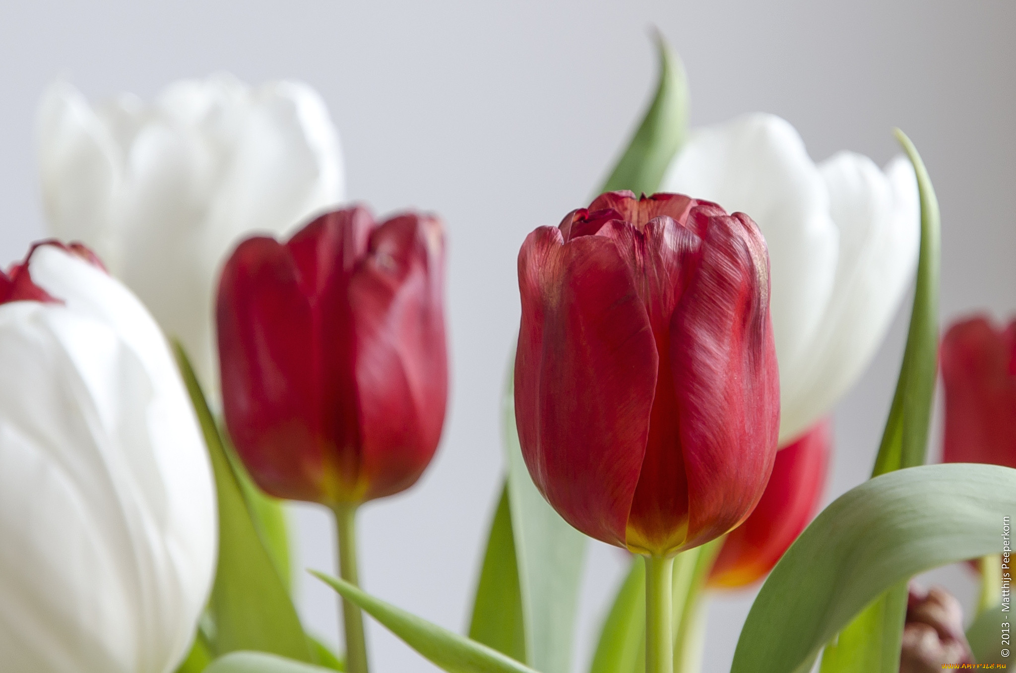 Цветок красного тюльпана на белом