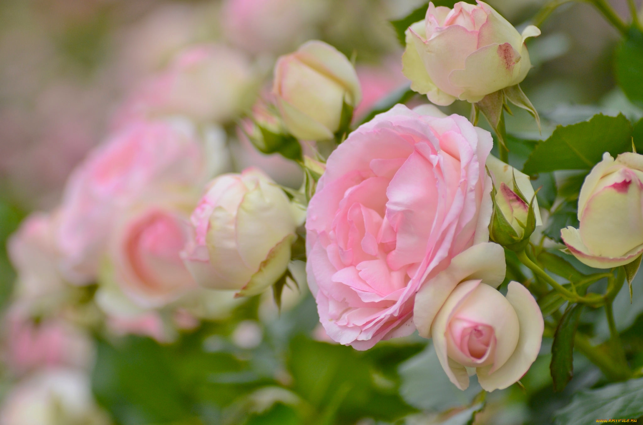 Обои розочки. Кустовые розы нежно розовые.