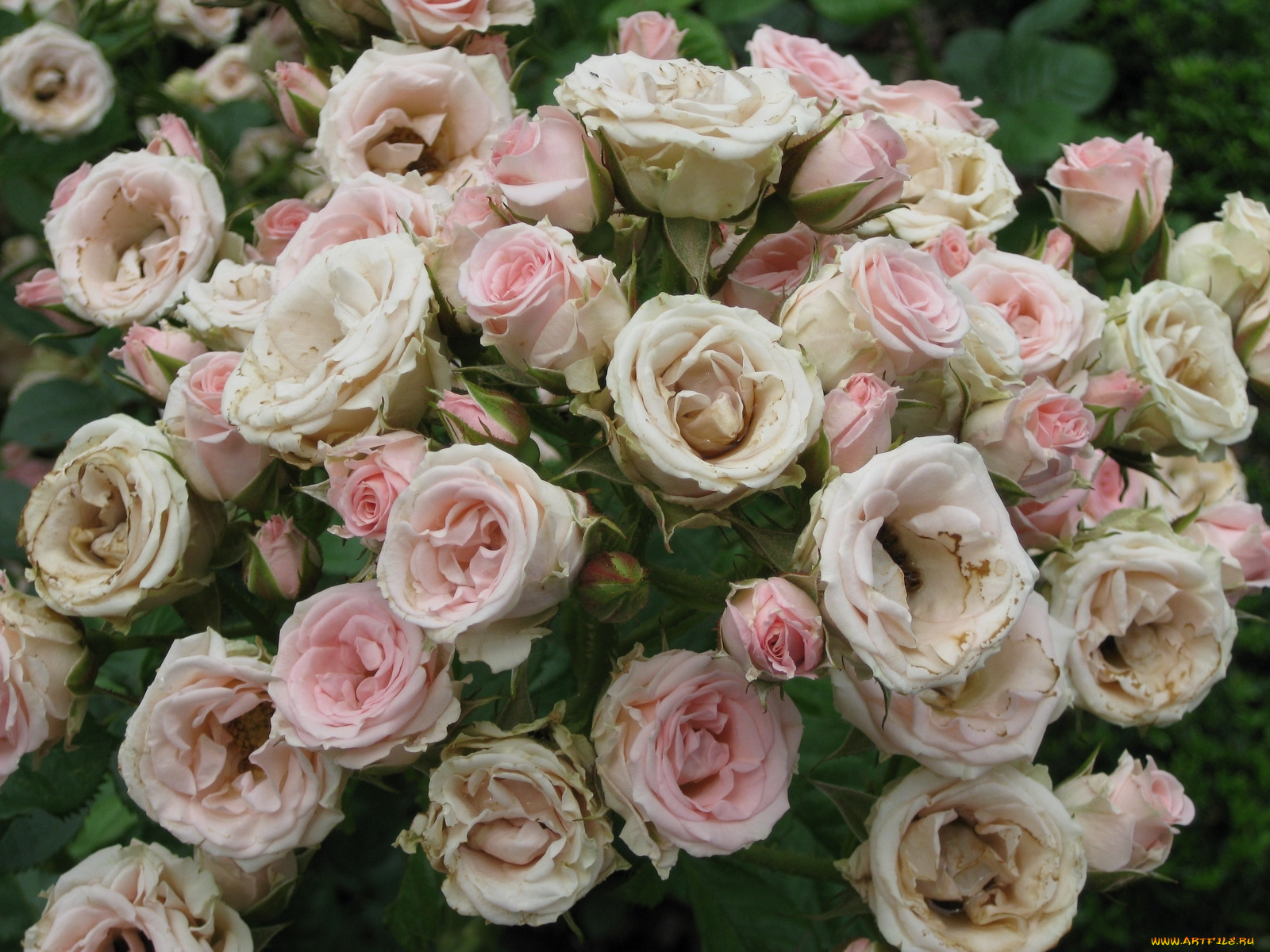 Крымская роза цветок фото и описание