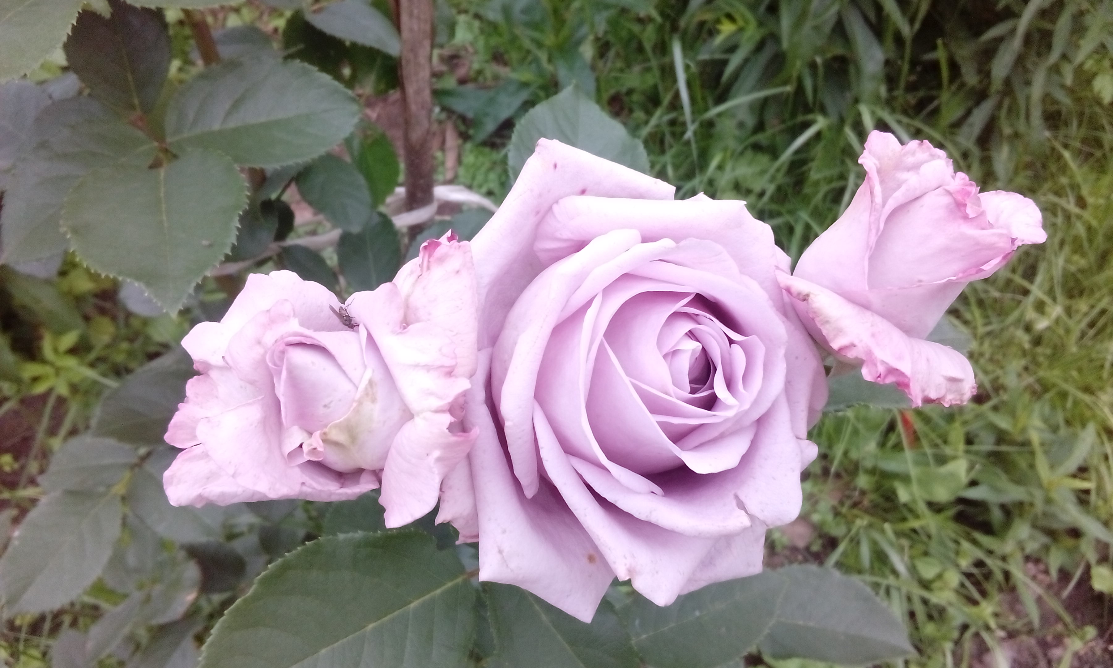 Крымские розы саженцы