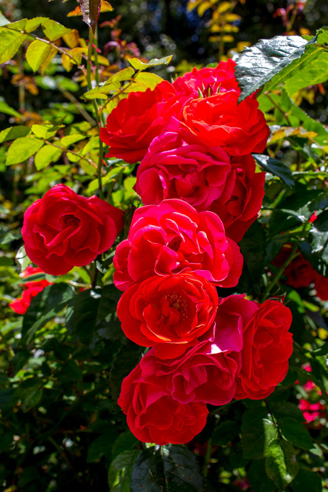 Крымская кустовая роза