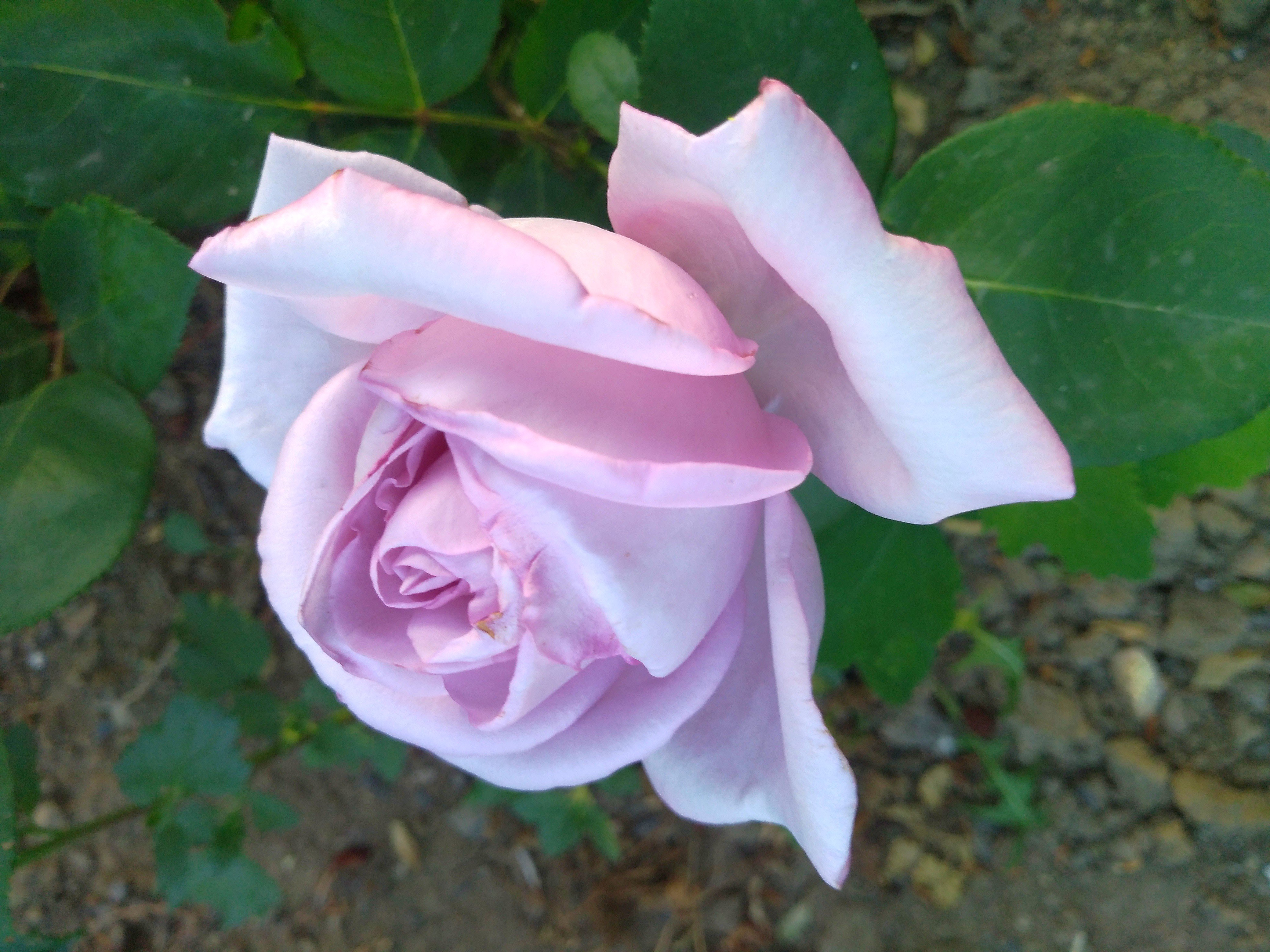 Крымская роза цветок Эстетика