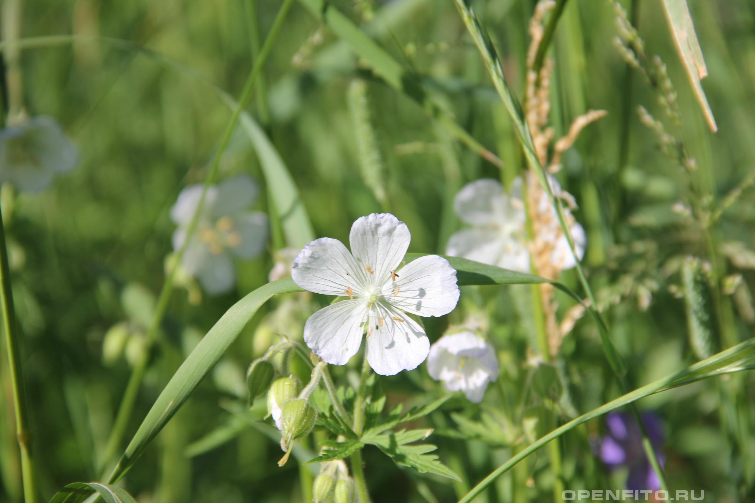 Герань Луговая журавельник белые цветы