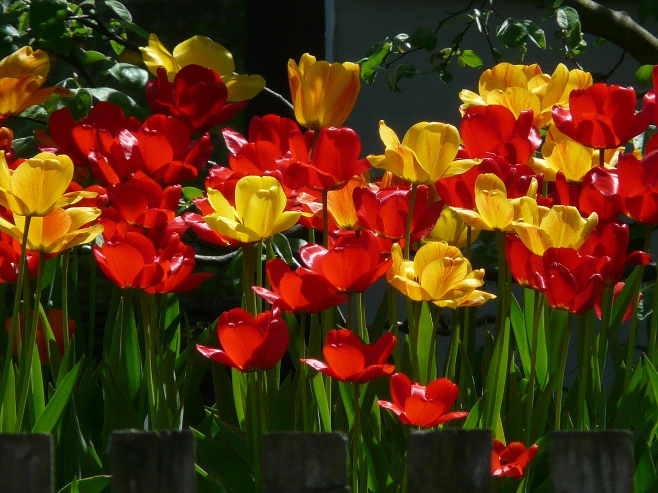 Цветы тюльпаны красные и желтые