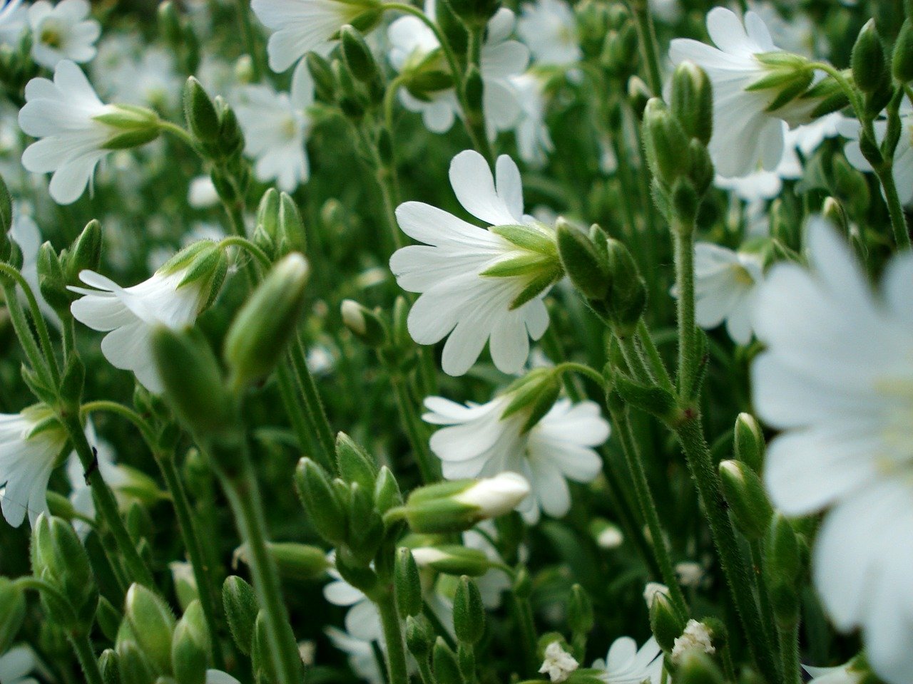 Цветок с маленькими белыми цветочками