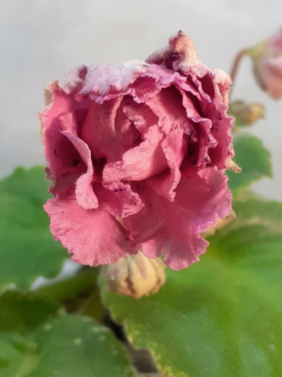 фото фиалки розовые розы