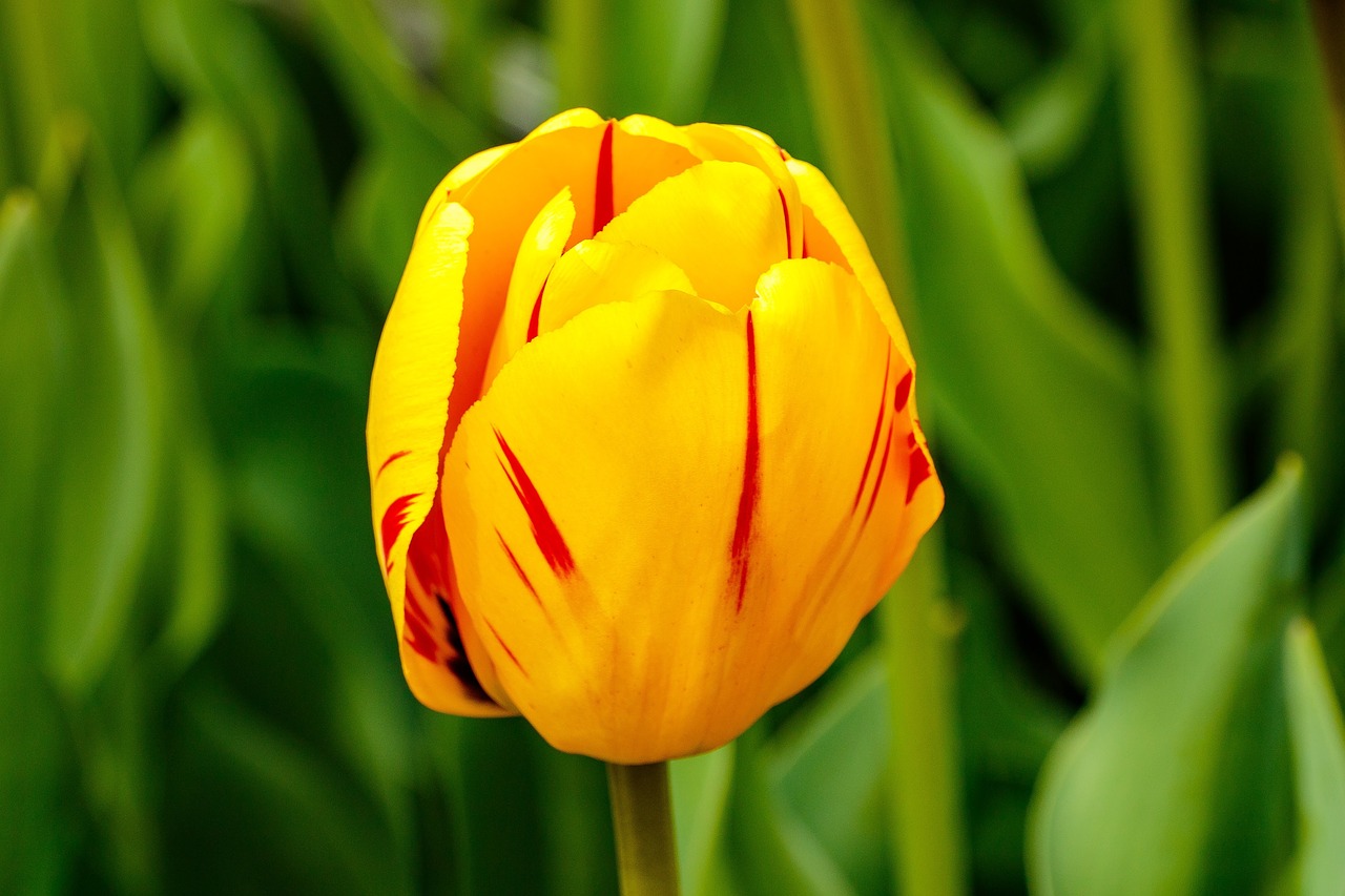 Tulipa Rembrandt желтый с красными